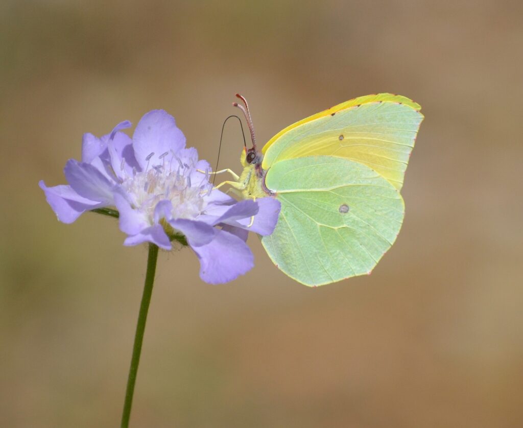 Gonepteryx-cleopatra_@ETzirkalli-1024×838